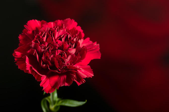 Red carnation on black-red